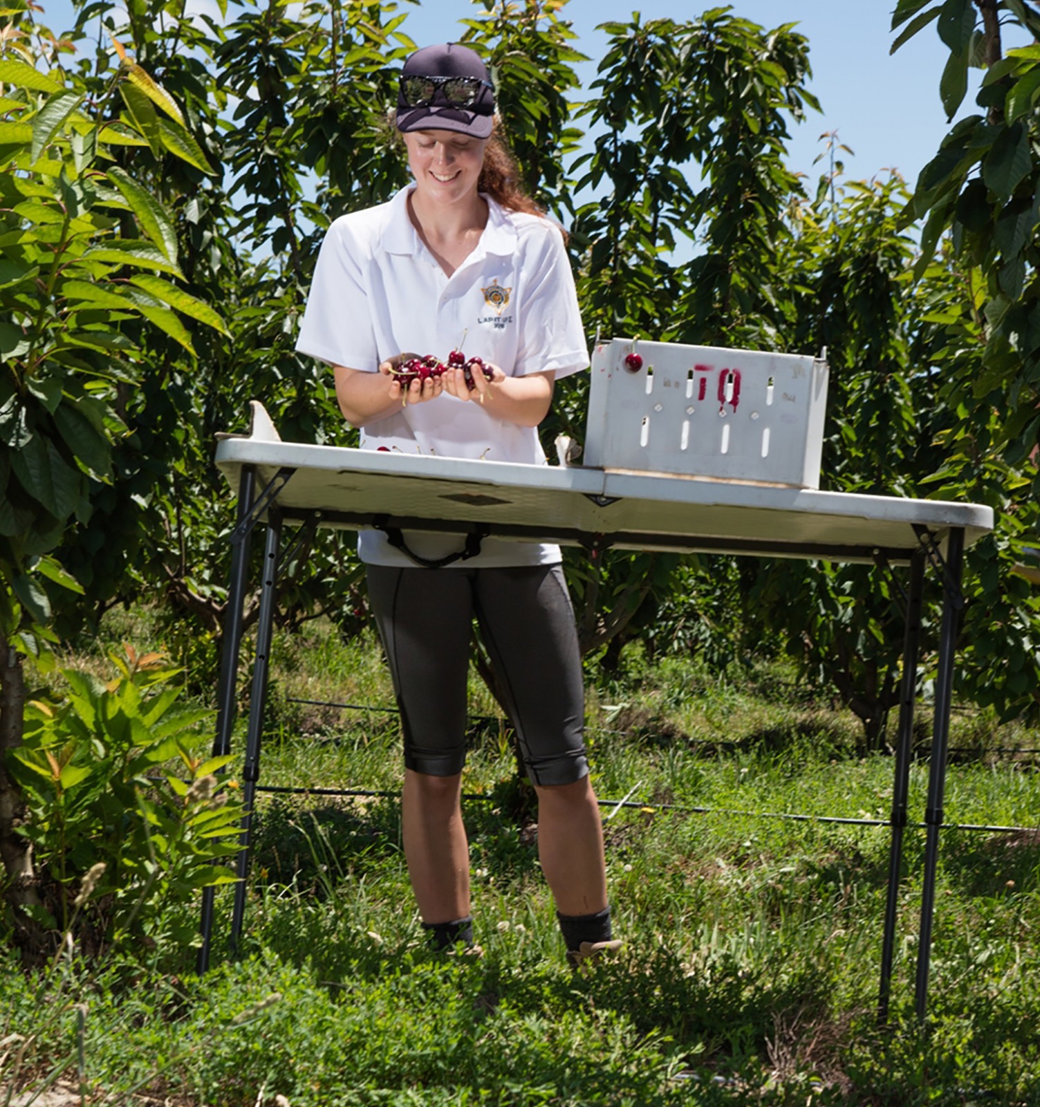 /uploads/image/2020/01/10/車厘子7.jpg 車厘子7.jpg